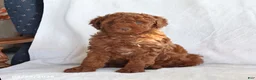 Toy Poodle dogs for sale: Clifford - Ad 2