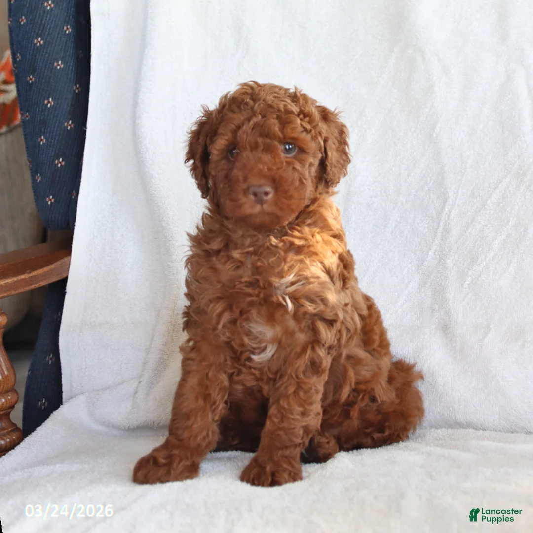 Toy Poodle dogs for sale: Clifford - Ad 2