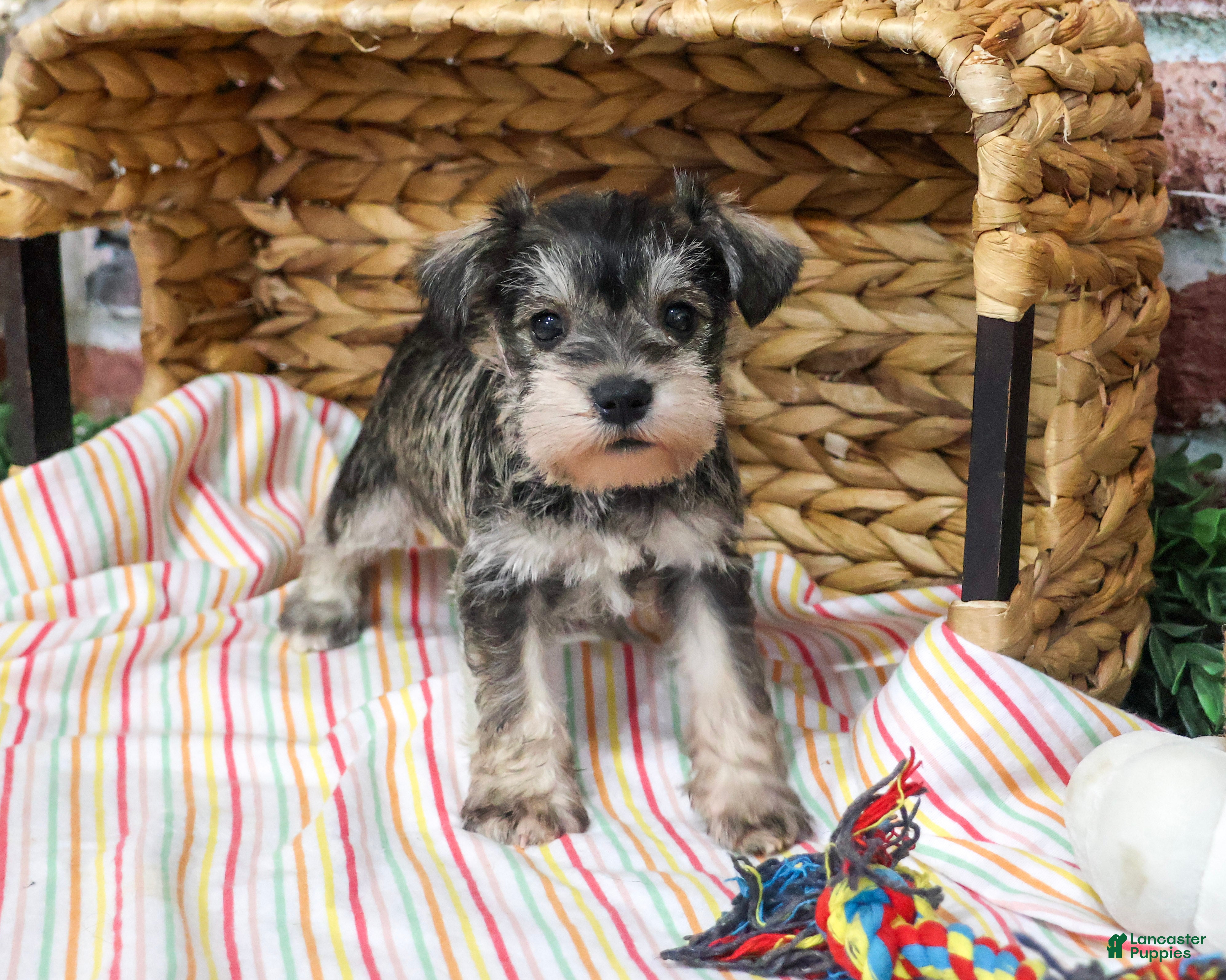Miniature Schnauzer dogs for sale: Evelyn - Ad 1