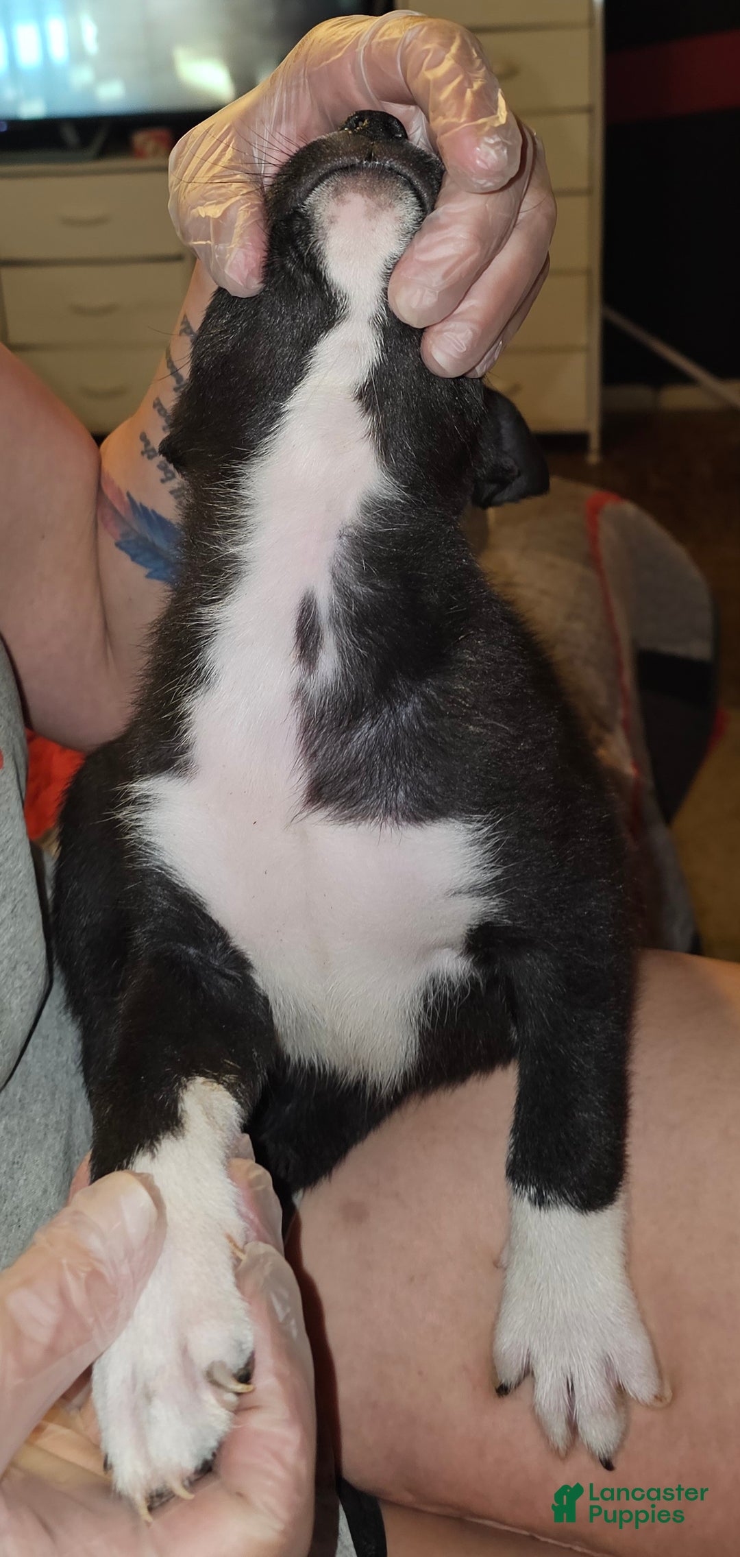 Mixed Breed dogs for sale: Leila - Ad 6