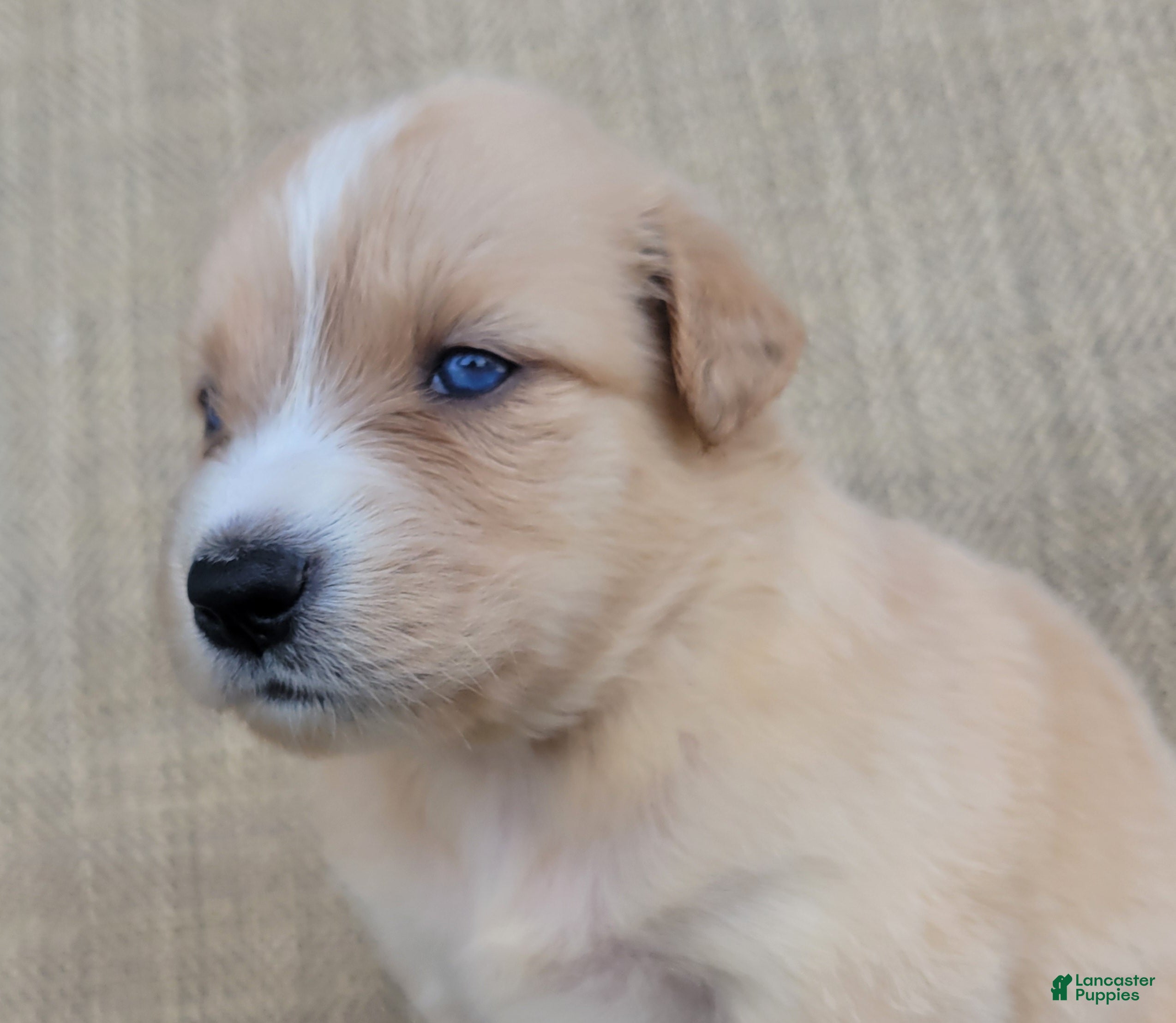 Australian Shepherd dogs Blake - Ad 2