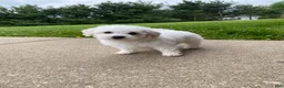 Bichpoo dogs for sale: Pippa - Ad 5