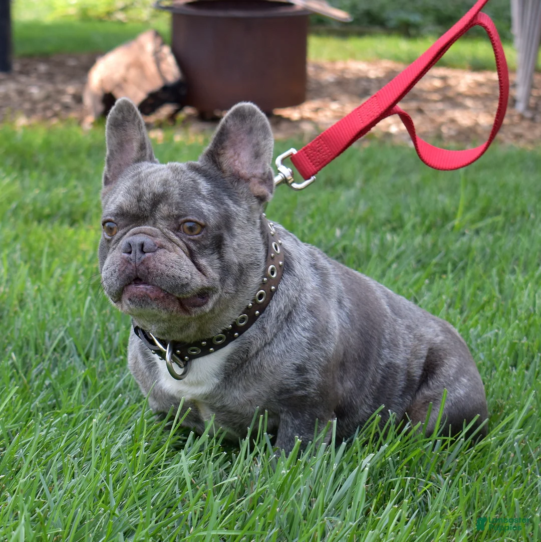 French Bulldog dogs for sale: Pebbles  - Ad 8