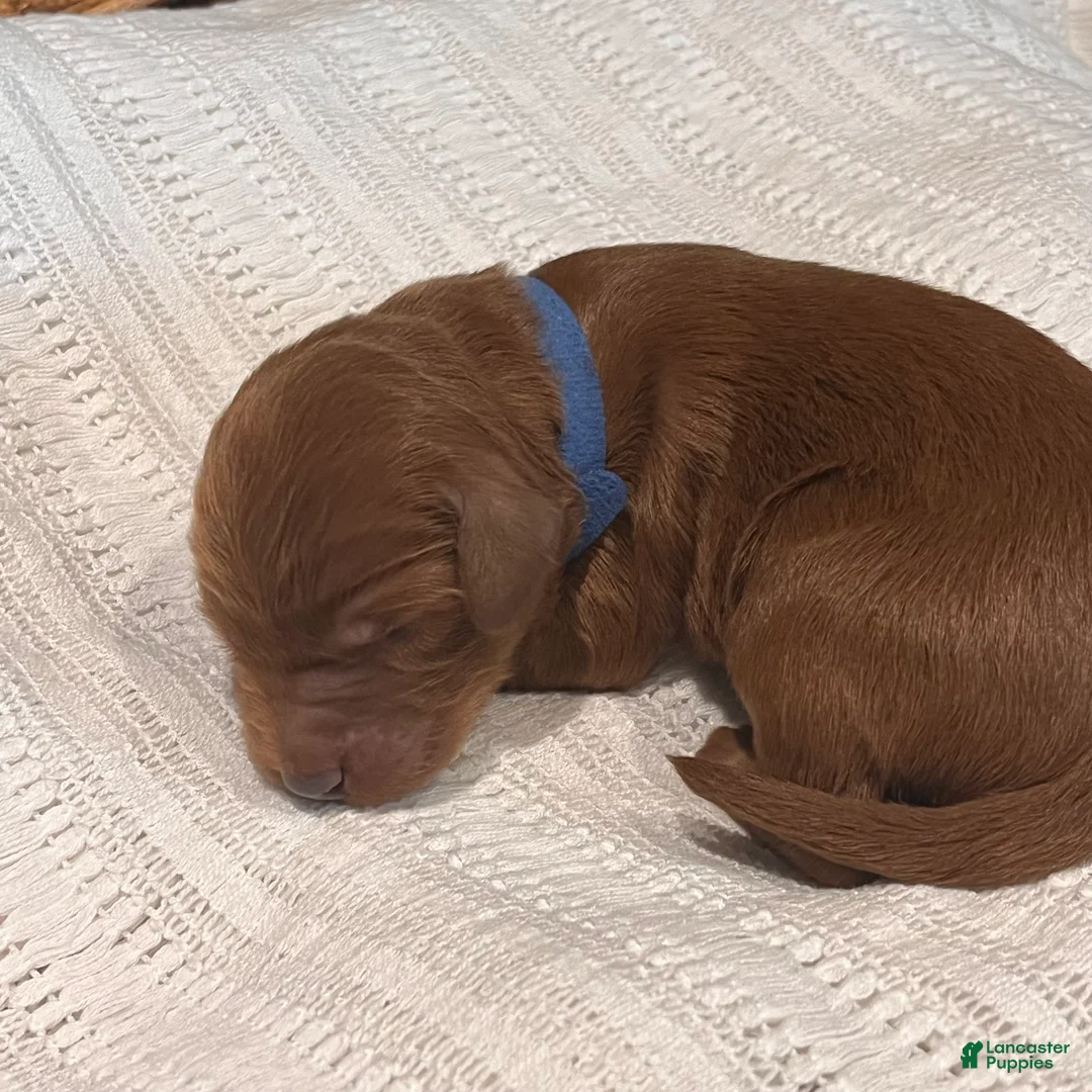 Irish Doodle dogs for sale: Royal Blue Collar - “Jenkins” - Ad 1