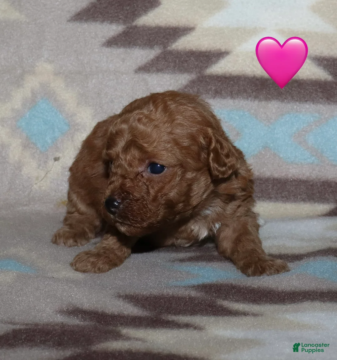 Toy Poodle dogs for sale: Reserved Summer’s red female - Ad 2