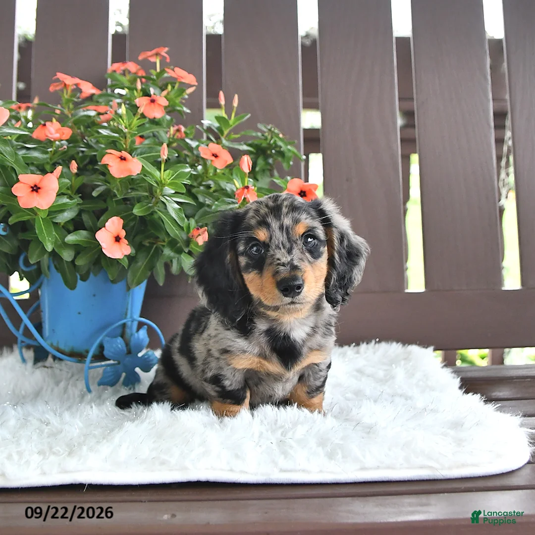 Miniature Dachshund dogs for sale: Kash - Ad 2