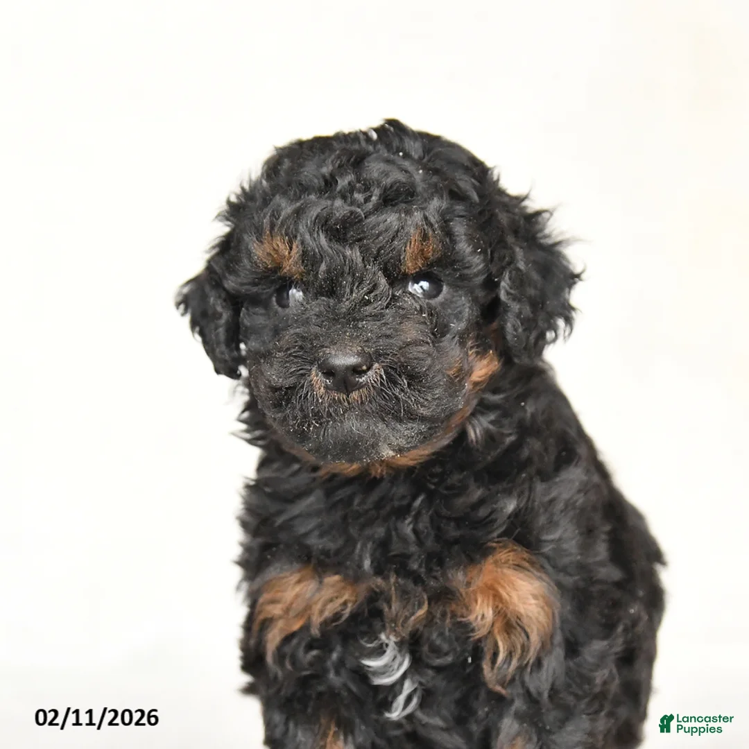 Mini Goldendoodle dogs for sale: Gracie - Ad 2
