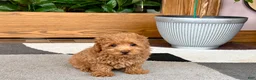 Maltipoo dogs for sale: Maltipoo 1 - Ad 7