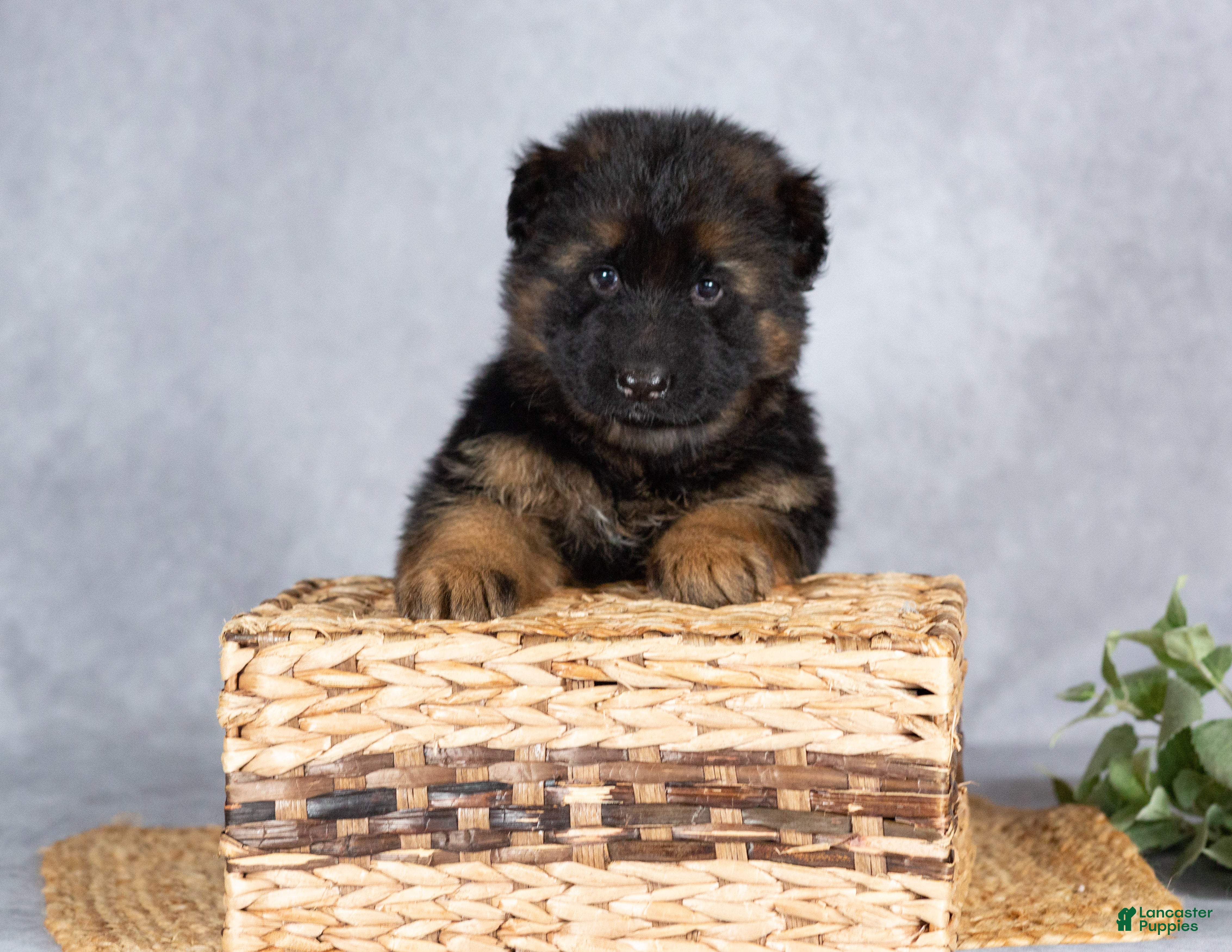 German Shepherd dogs Grace - Ad 1