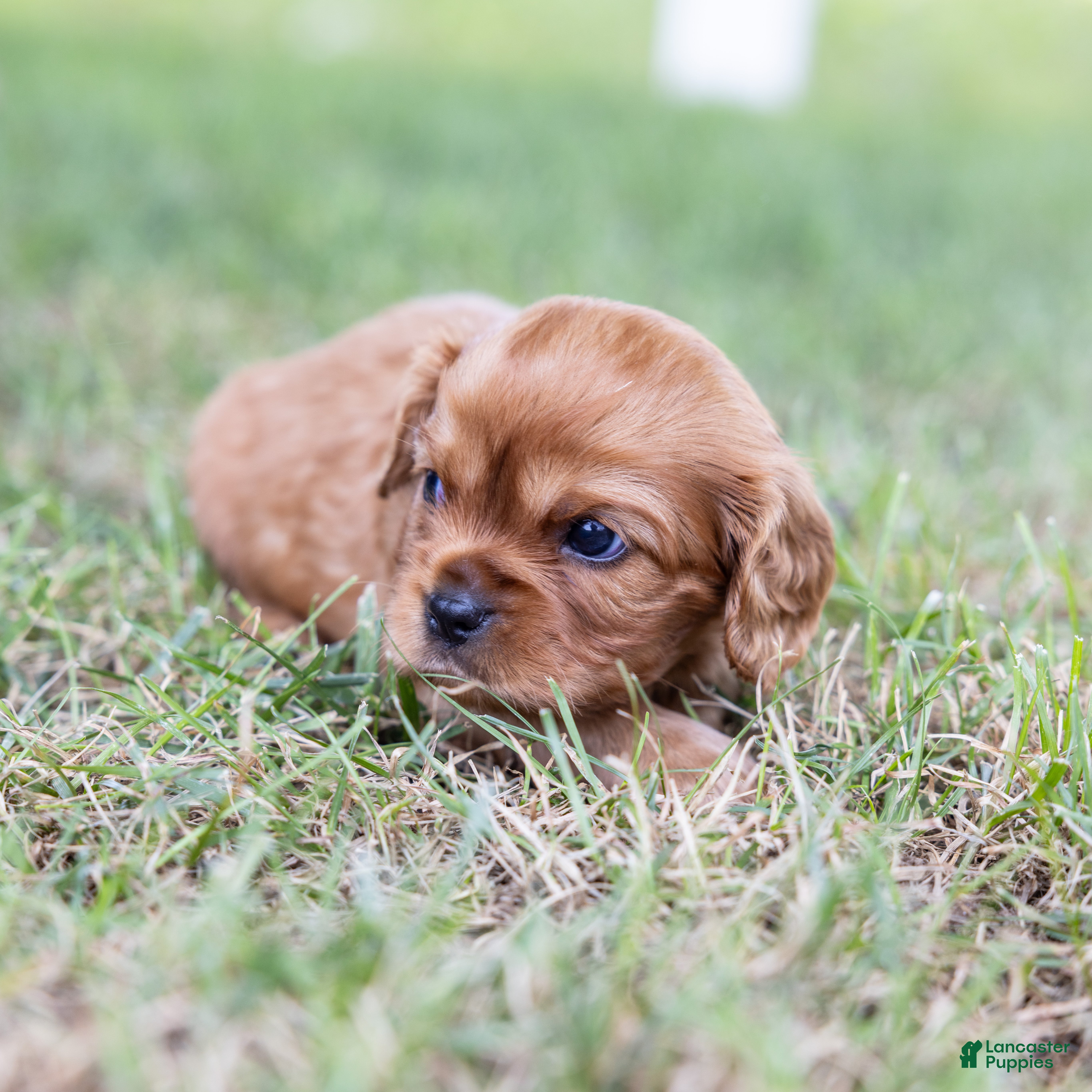 Cavalier King Charles Spaniel dogs Porky - Ad 2