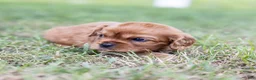 Cavalier King Charles Spaniel dogs for sale: Porky - Ad 12