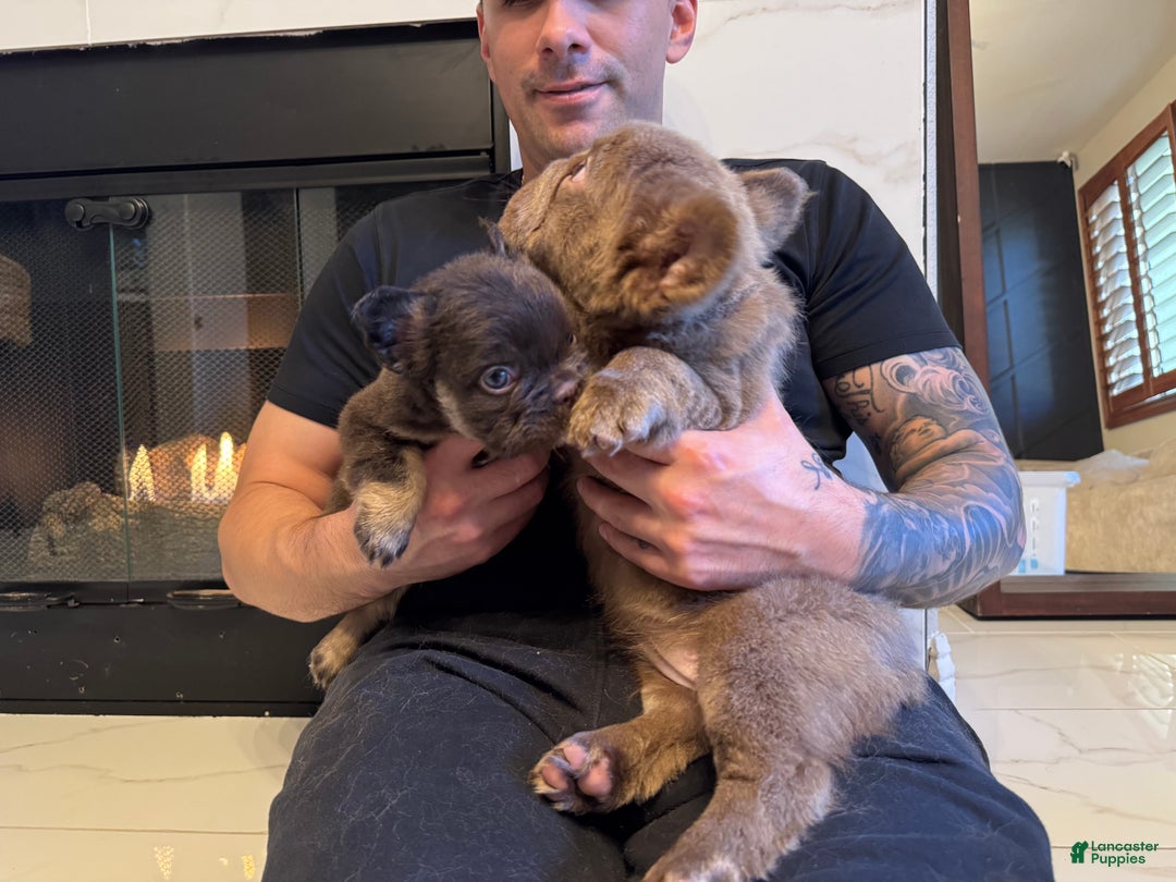 French Bulldog dogs for sale: Madison and Smoore fluffy french bulldog female long hair Merle  - Ad 3