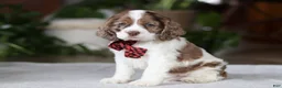 Cocker Spaniel dogs for sale: Rocky - Ad 2