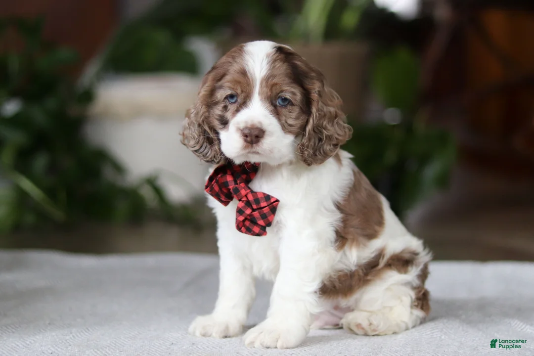 Cocker Spaniel dogs for sale: Rocky - Ad 2