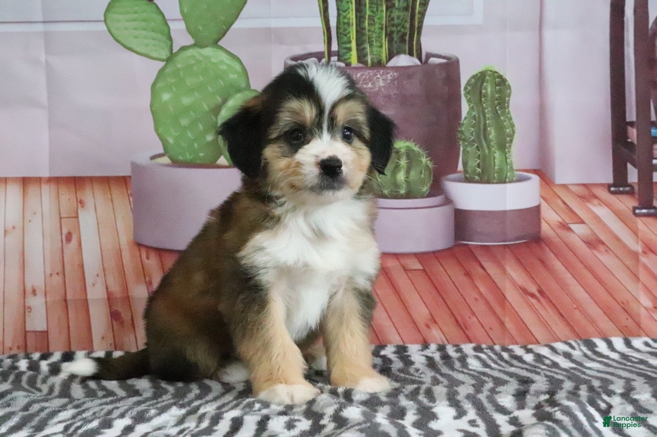 Mini Bernedoodle dogs Silas - Ad 2