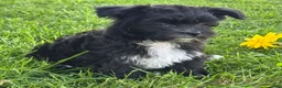 Morkie dogs for sale: Zoey - Ad 21