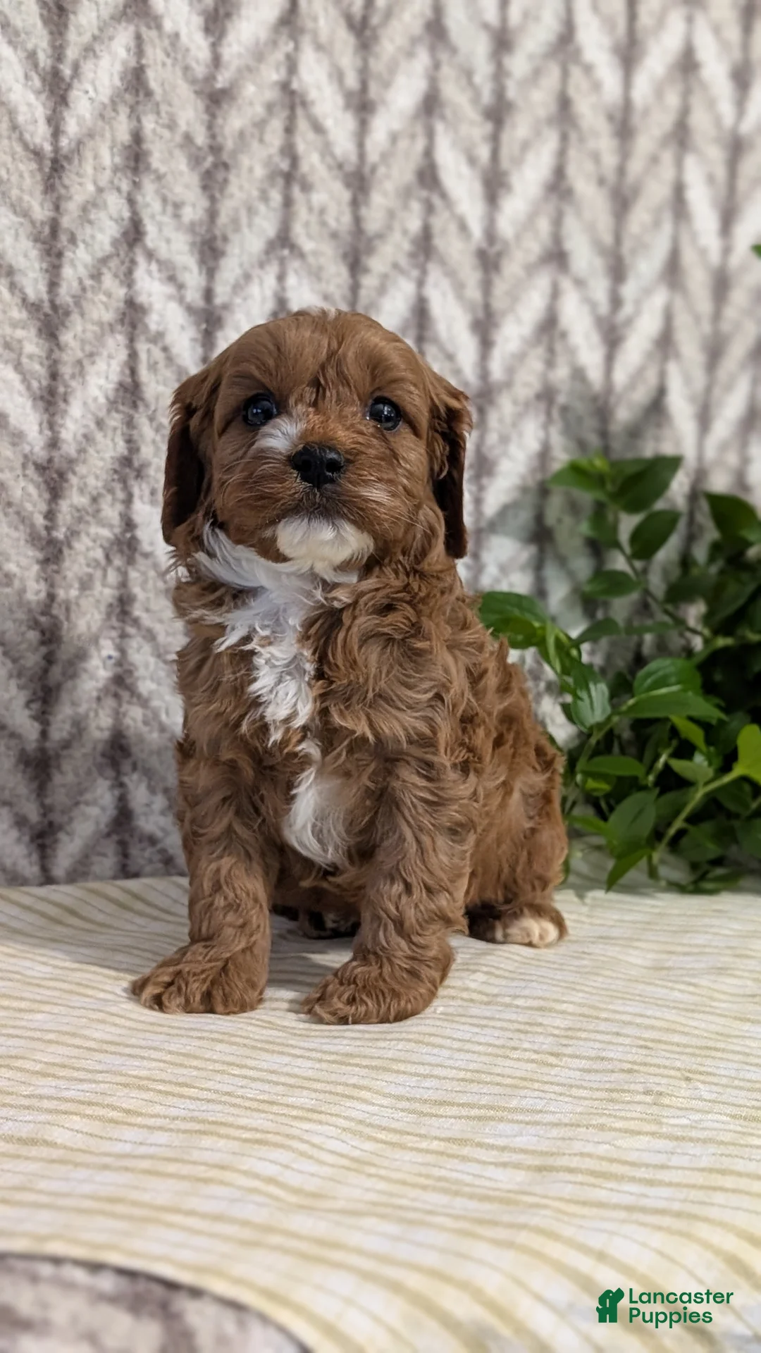 Cavapoo dogs for sale: Cody - Ad 7