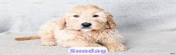 Goldendoodle dogs for sale: Sunday - Ad 7