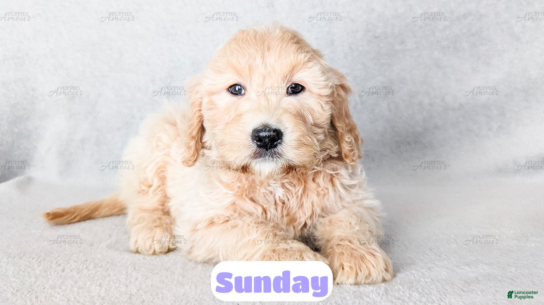 Goldendoodle dogs for sale: Sunday - Ad 7