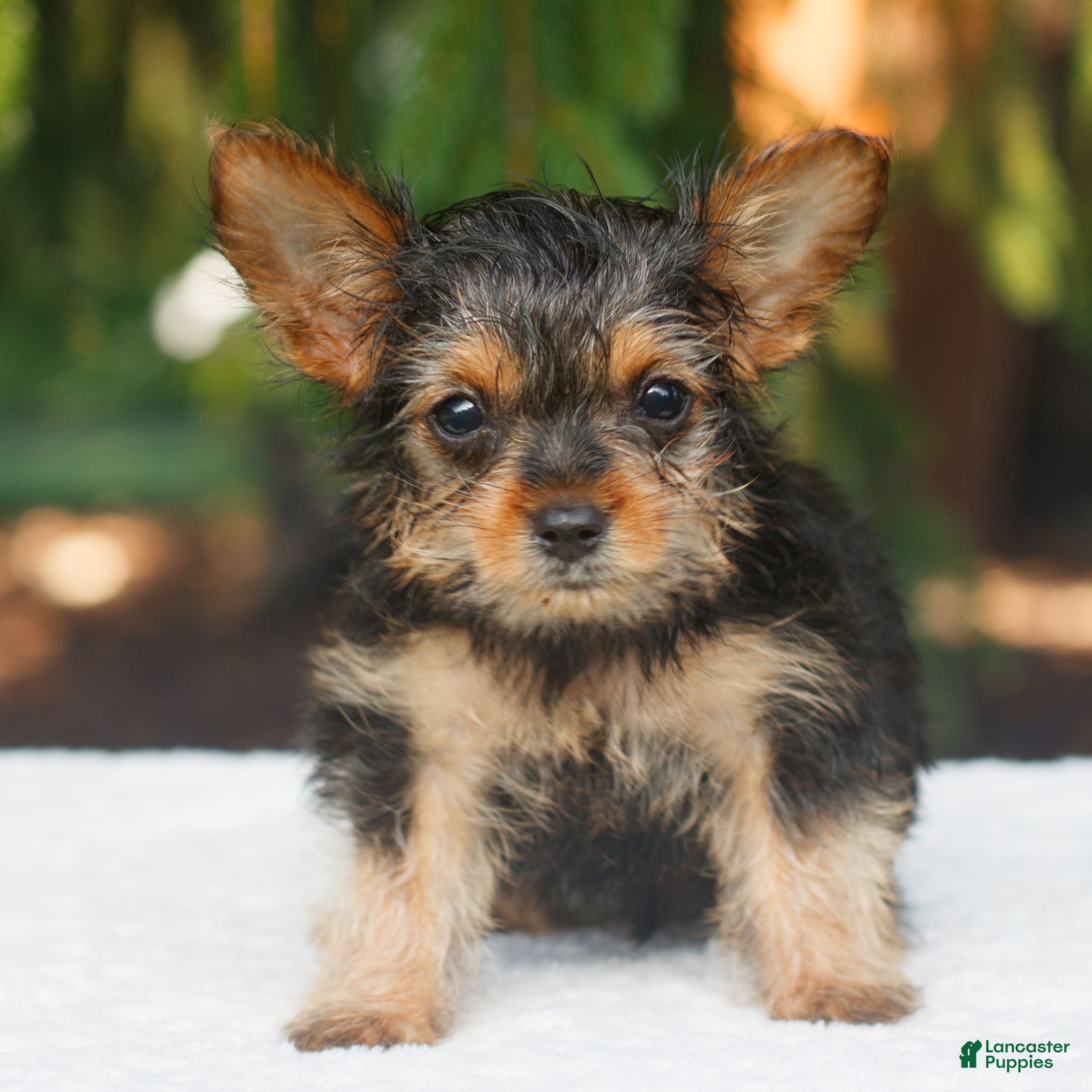 Yorkshire Terrier dogs Jupiter - Ad 2