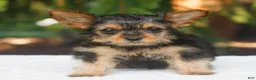 Yorkshire Terrier dogs for sale: Jupiter - Ad 2