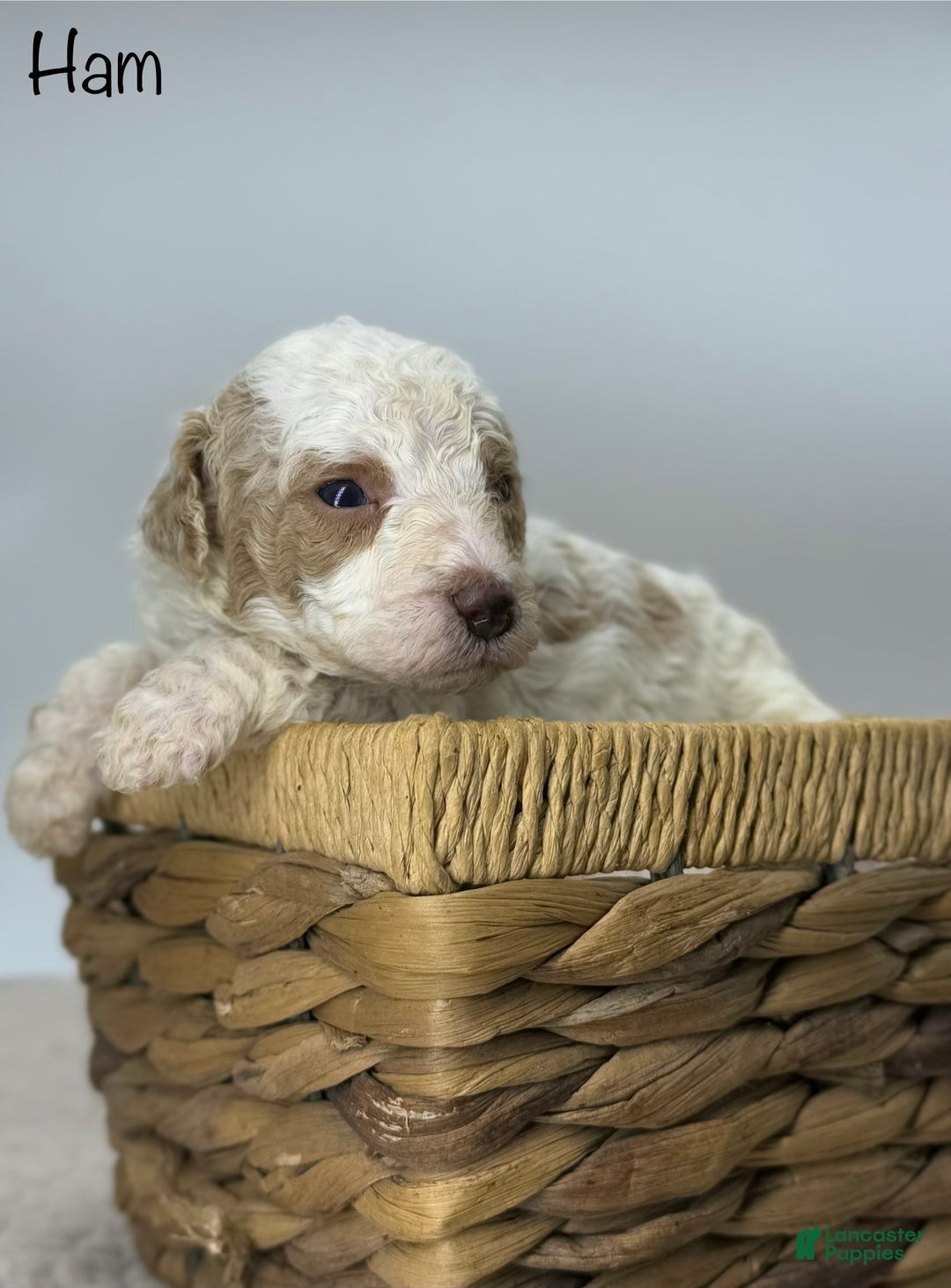 Miniature Poodle dogs for sale: Ham - Ad 5