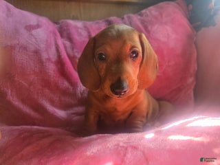 Miniature Dachshund dogs - Ad 13