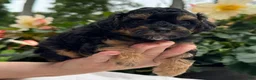 Miniature Poodle dogs for sale: Finn - Ad 4