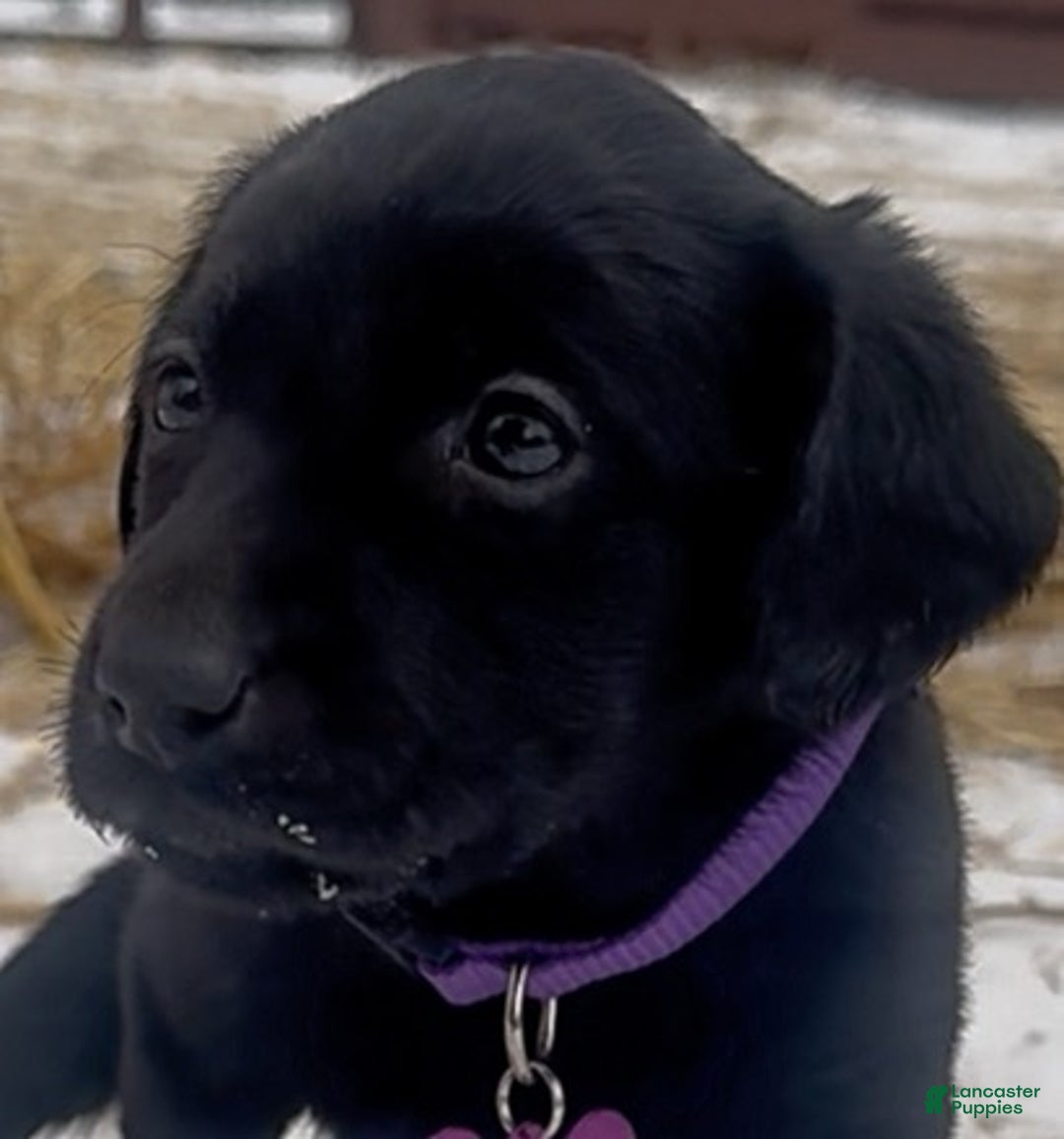 Labrador Retriever dogs for sale: Labrador Retriever Puppy 1 - Ad 8