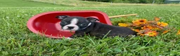 Boston Terrier dogs for sale: Mindy - Ad 5