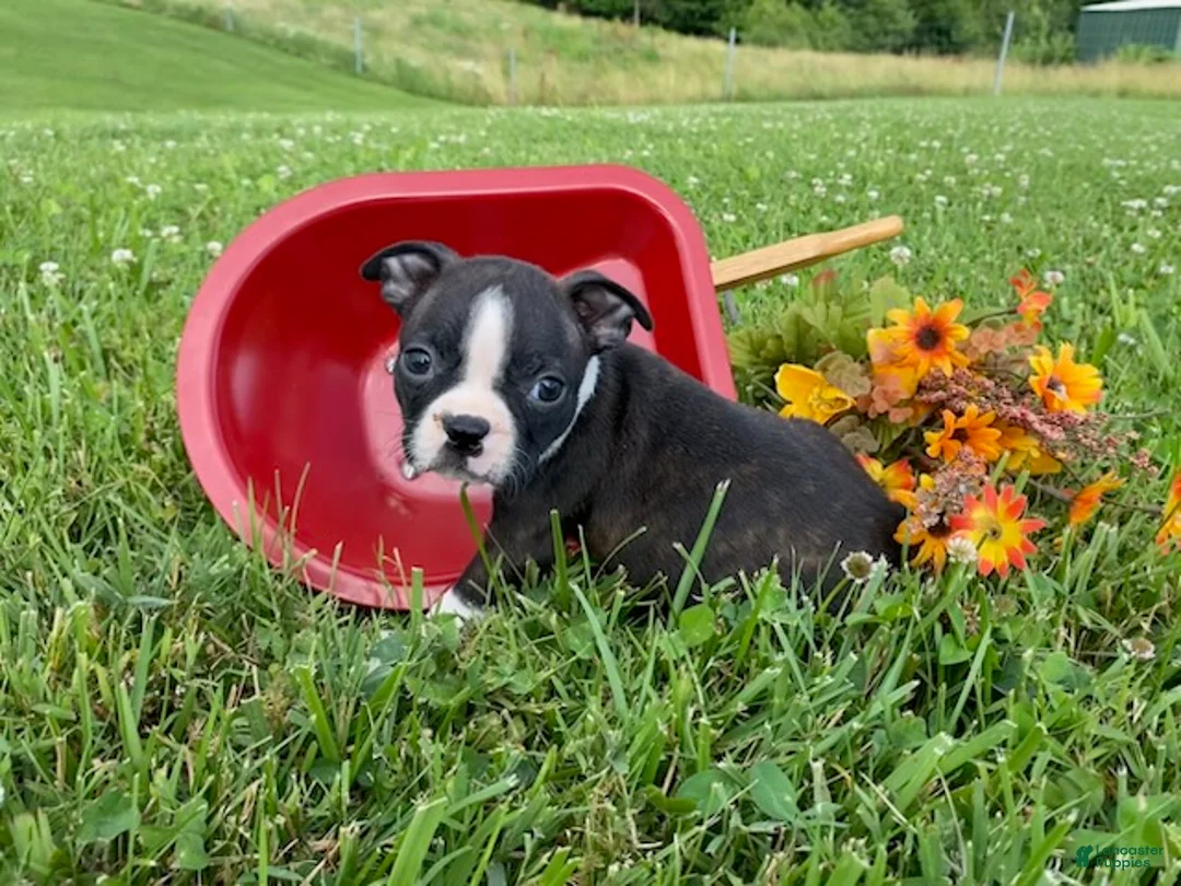 Boston Terrier dogs for sale: Mindy - Ad 5