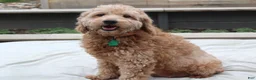 Mini Goldendoodle dogs for sale: Remi - Ad 7
