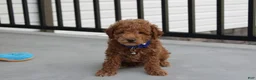 Bichpoo dogs for sale: Flynn  - Ad 11