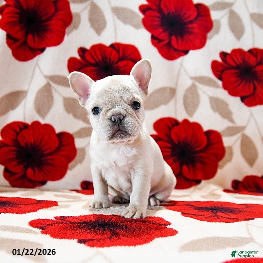 French Bulldog dogs Buffy - Ad 5