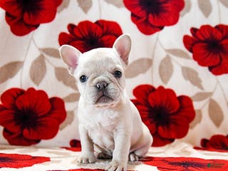 French Bulldog dogs Buffy - Ad 5