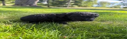 Yorkiepoo dogs for sale: Luna - Ad 5