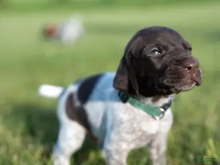 German Wirehaired Pointer dogs Boy 3 (Green Collar) - Ad 6