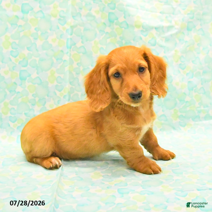 Dachshund dogs Coco  - Ad 1