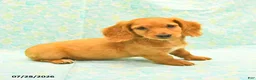 Dachshund dogs for sale: Coco  - Ad 1
