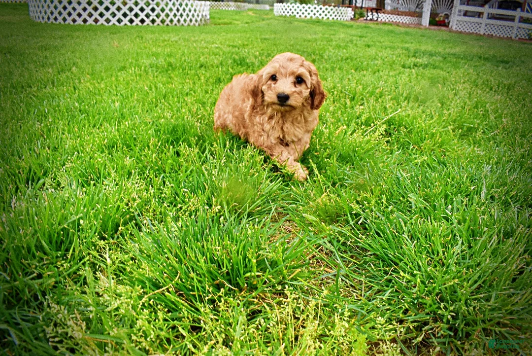 Havapoo dogs for sale: Mercedes - Ad 2