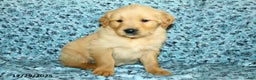 Golden Retriever dogs for sale: Hudson - Ad 3