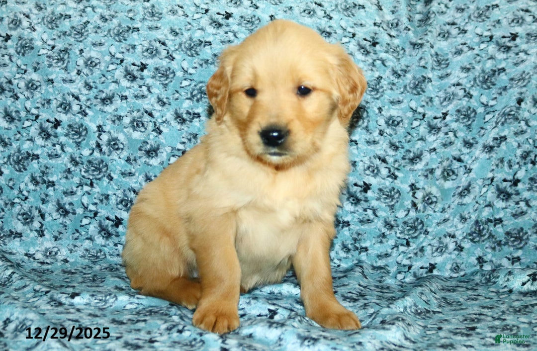 Golden Retriever dogs for sale: Hudson - Ad 3