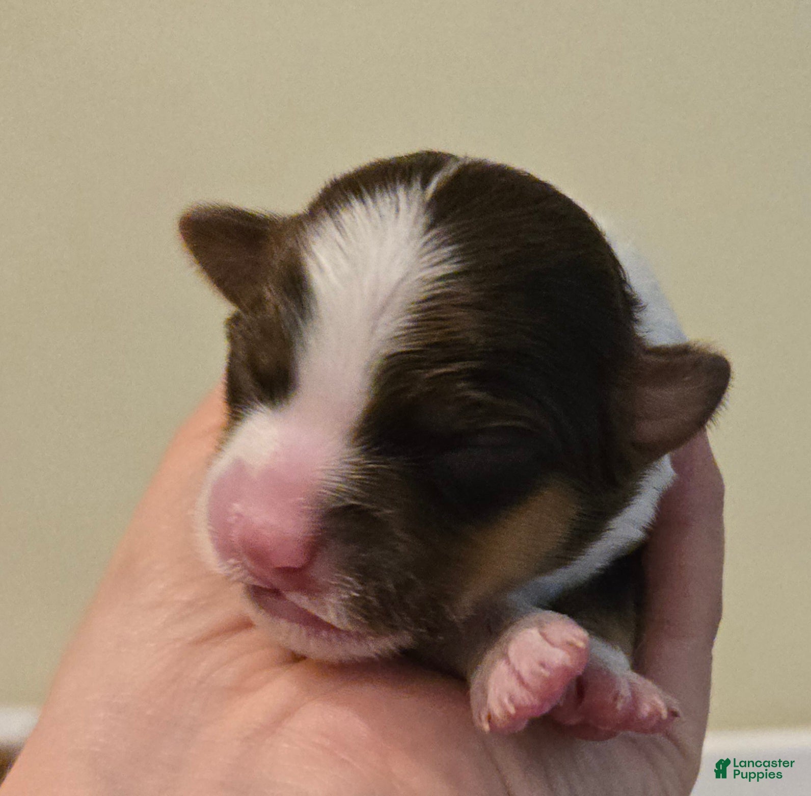 Australian Shepherd dogs Australian Shepherd 6 - Ad 38