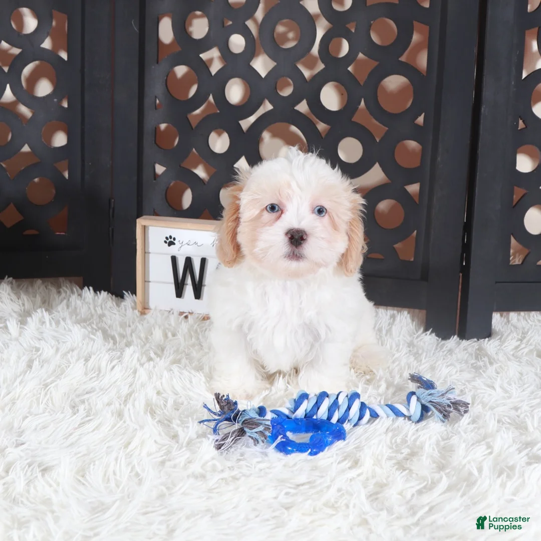 Shihpoo dogs for sale: Chase Blue eyed Shihpoo Puppy - Ad 2