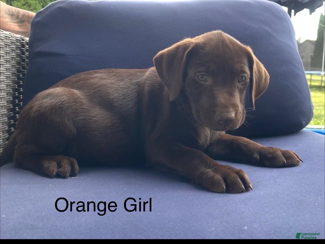 Labrador Retriever dogs Labrador Retriever Orange Collar - Ad 29