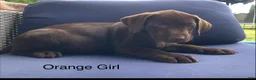 Labrador Retriever dogs for sale: Labrador Retriever Orange Collar - Ad 1
