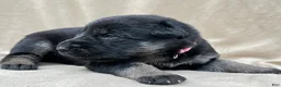 German Shepherd dogs for sale: Lucy - Ad 12