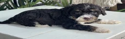 Mini Bernedoodle dogs for sale: Malta - Ad 1