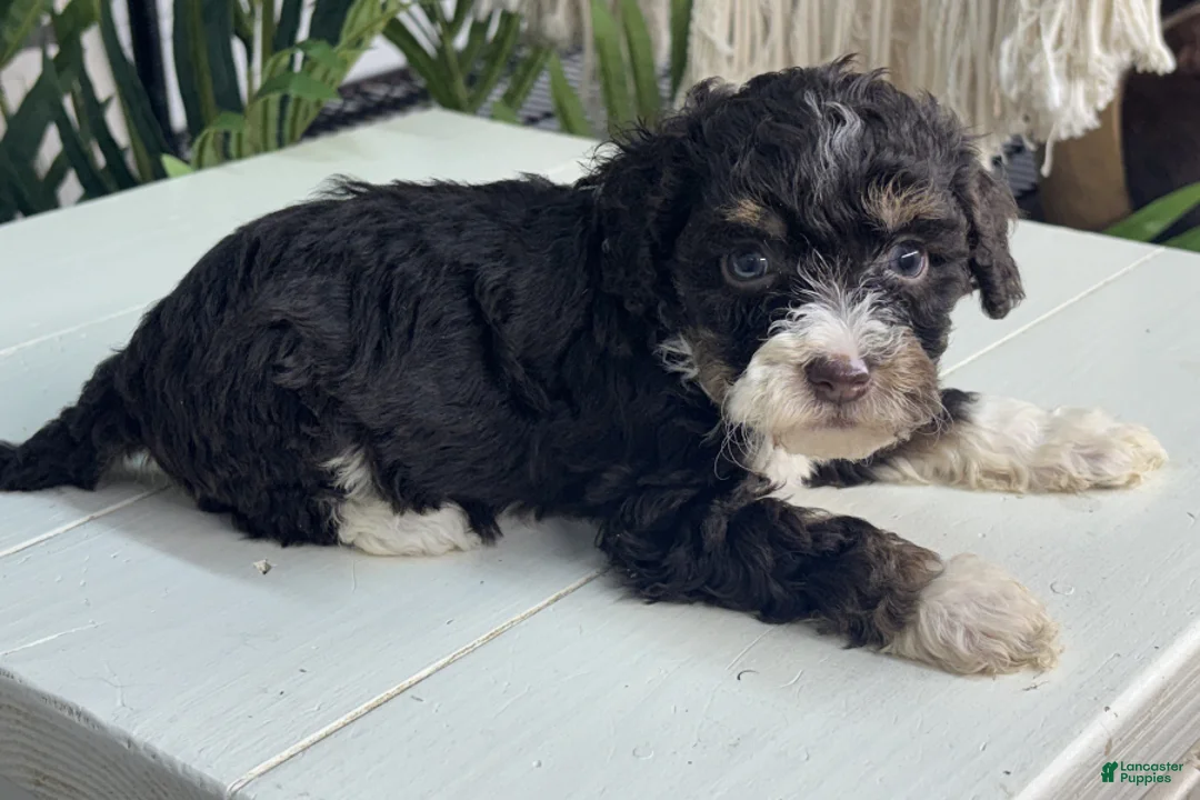 Mini Bernedoodle dogs for sale: Malta - Ad 1