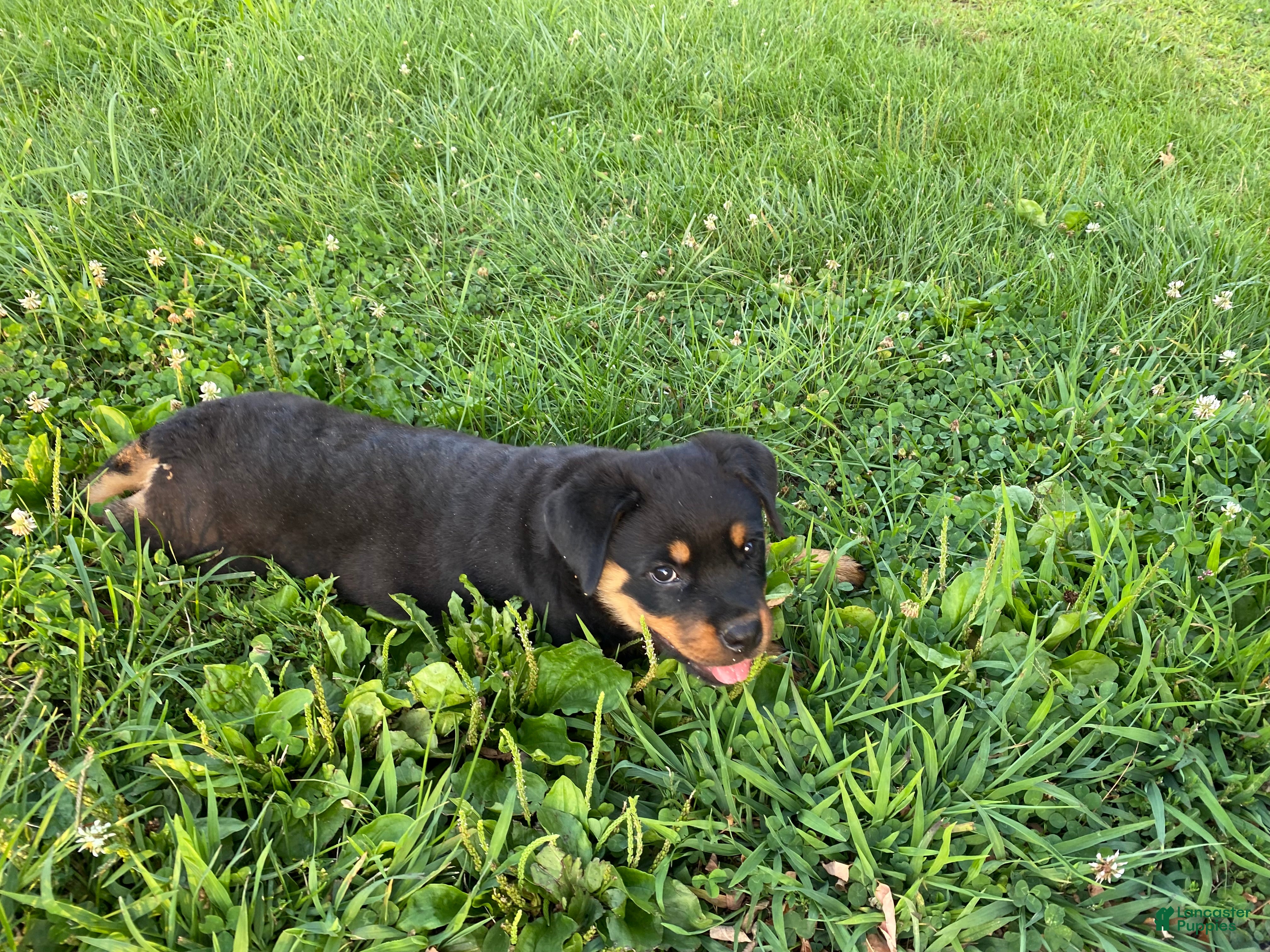 Rottweiler dogs Rottweiler 1 - Ad 2
